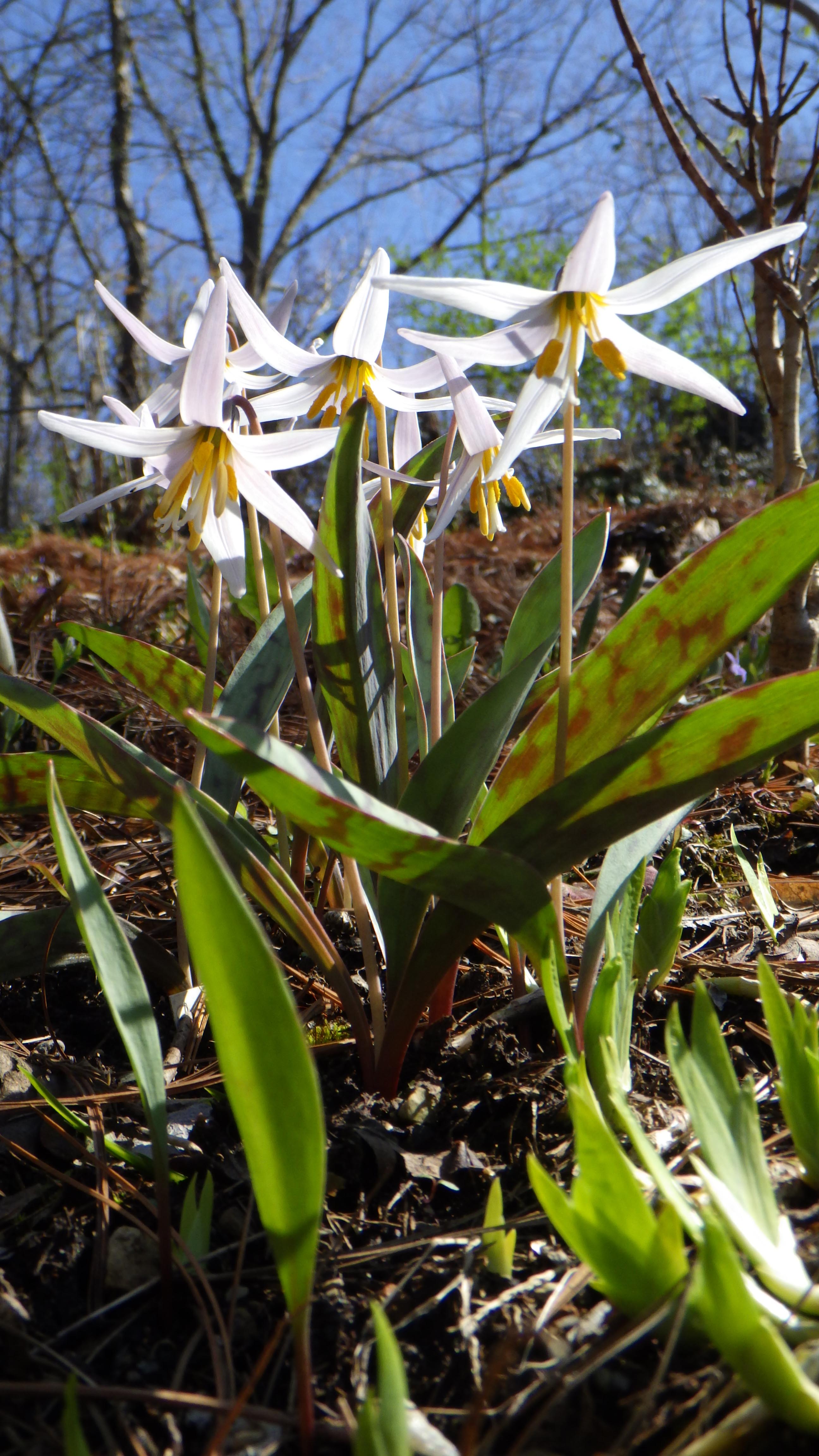 Erythronium albidum a nice strain from Bob Swartz not quite full open.